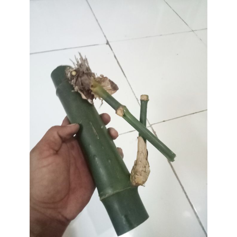original asli alam bambu petuk hijau temu ruas