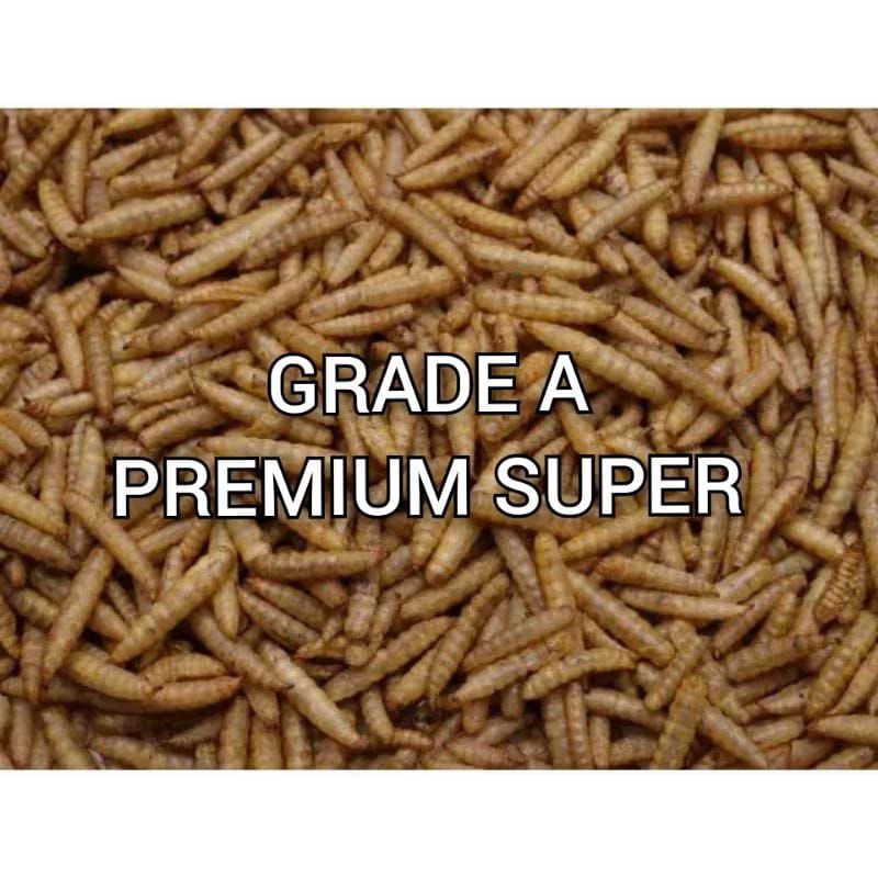 Maggot kering Grade A+ super premium pakan koi / chana / kura kura / Arwana/ manggot bsf / manggot k