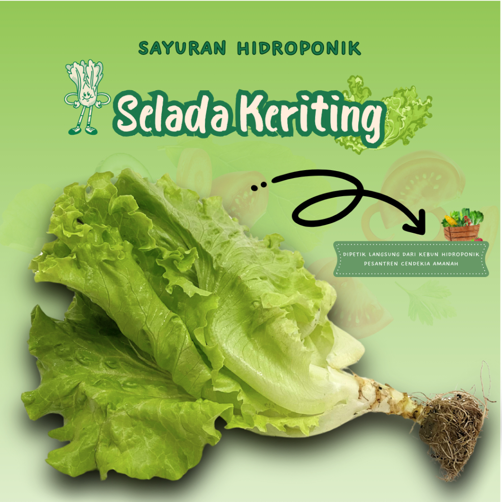 

Selada Keriting/Sayuran Hidroponik Fresh/200gr/PCA/Pengiriman Instant