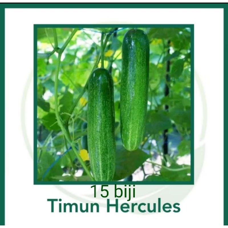 

Benih Timun Lalap Hercules