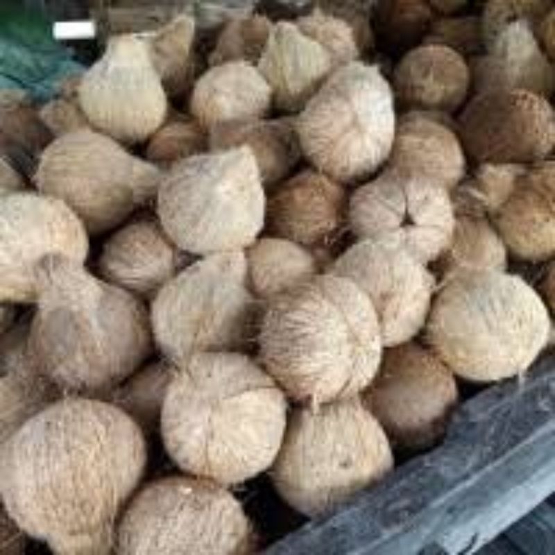 

KELAPA TUA TERMURAH KUALITAS SUPER