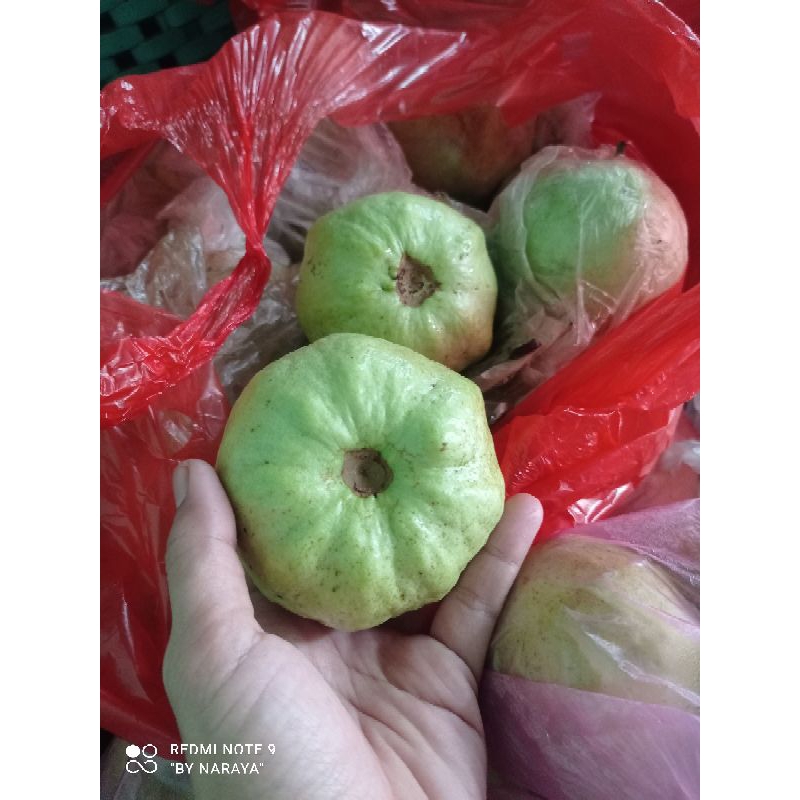 

Jambu kristal Muanis Fresh Baru petik