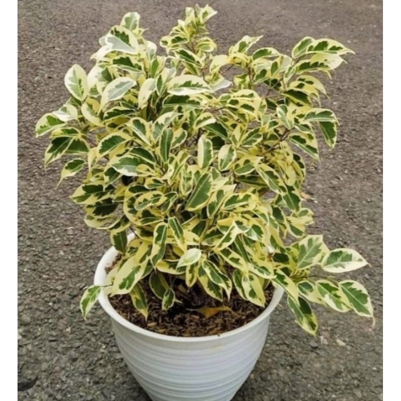 tanaman hias beringin putih variegata - bibit tanaman hias beringin putih varigata