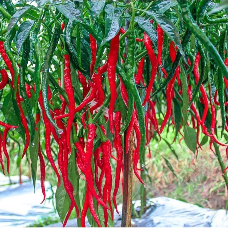 500 biji- BENIH CABE MERAH KRITING|CABE KRITING PANJANG|BENIH UNGGUL mudah berkecambah