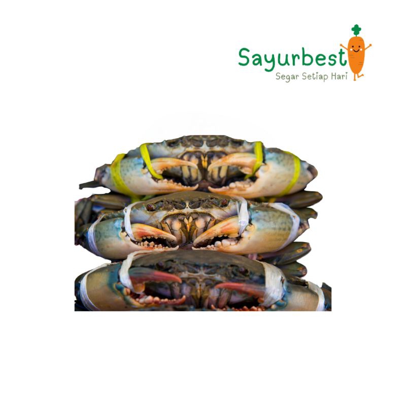 

(PO KIRIM BESOK) Kepiting Segar hidup 1 kg isi 3-4 ekor