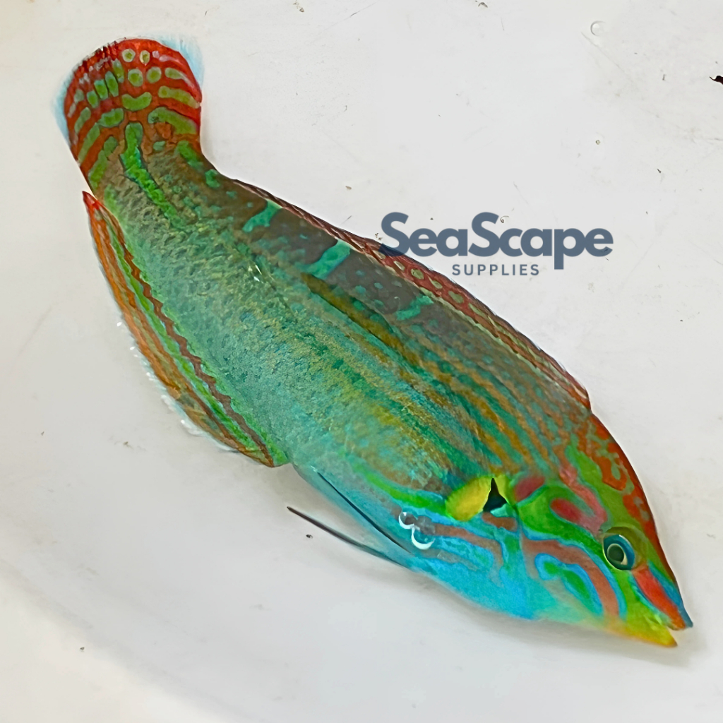 Ikan Hias Akuarium Air Laut Keling Bayeman Batik (Red-Lined Wrasse Fish) Aquarium Aquascape Marine