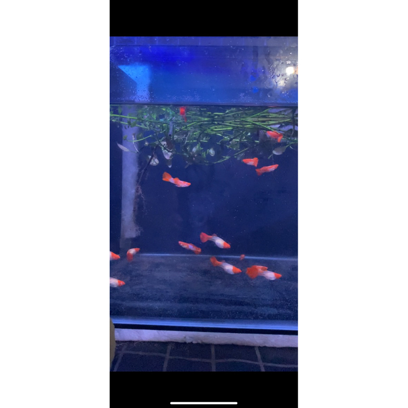 PRTDE albino
