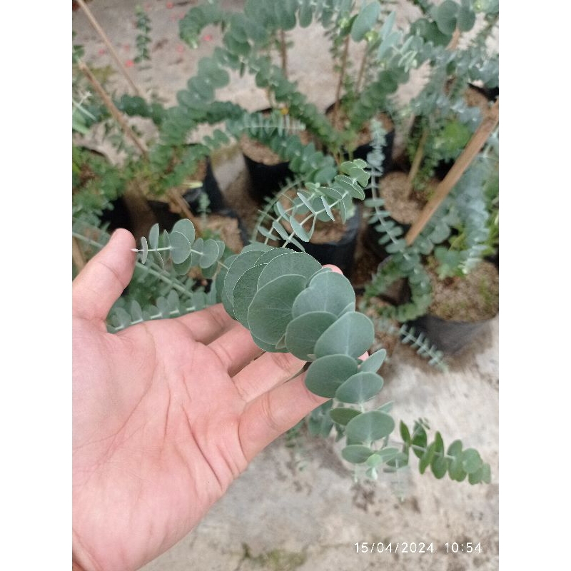 Tanaman Silver dollar eucalyptus wangi daun bulat