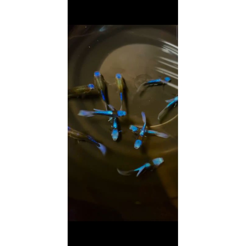 

Stiker Blue Koi 2 biji