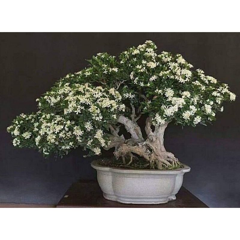 Dongkelan bahan bonsai asoka bunga putih