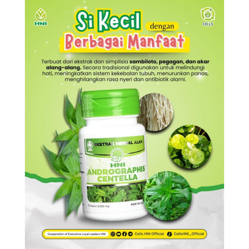ANDROGRAFIS CENTELLA HNI HPAI Pelindung Lever Terbaik Meningkatkan Sistem Kekebalan Tubuh Menghilang