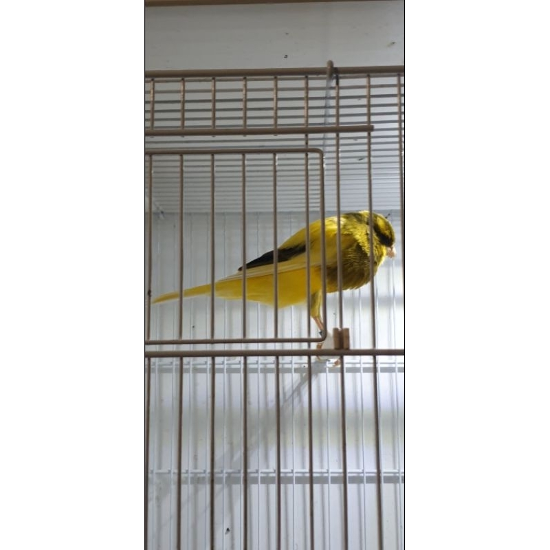 jantan ys foi 23 15cp