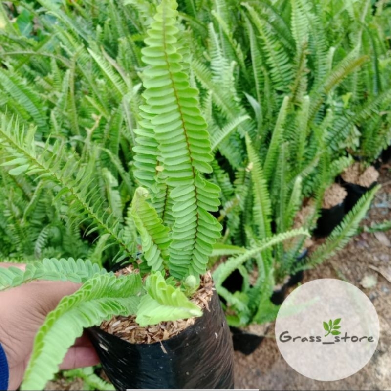 Tanaman hias pakis kelabang - pakis - tanaman vega