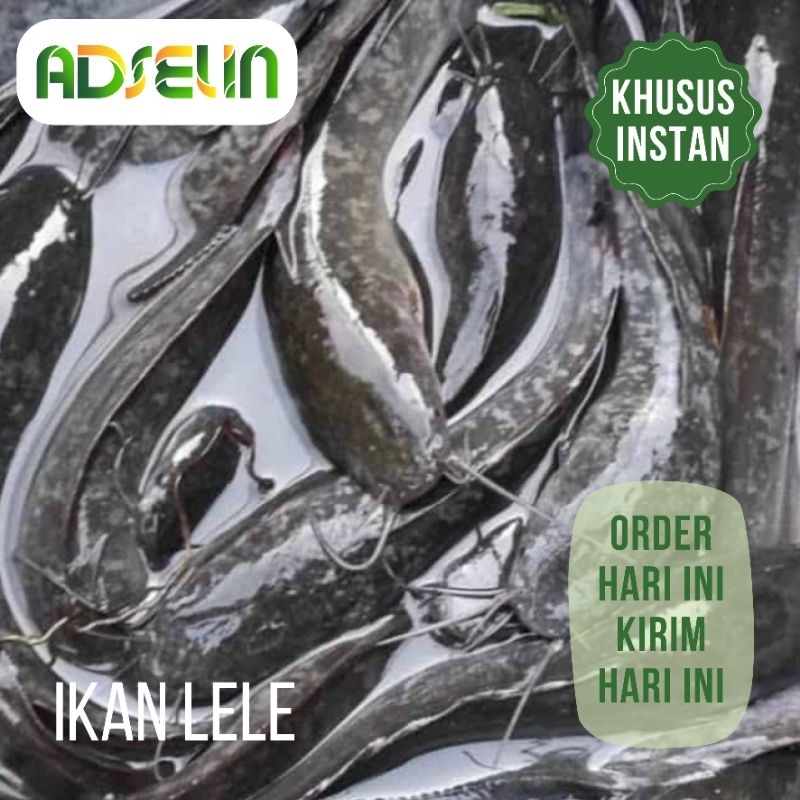 

Ikan Lele Segar Bersih 1 Kg Adselin