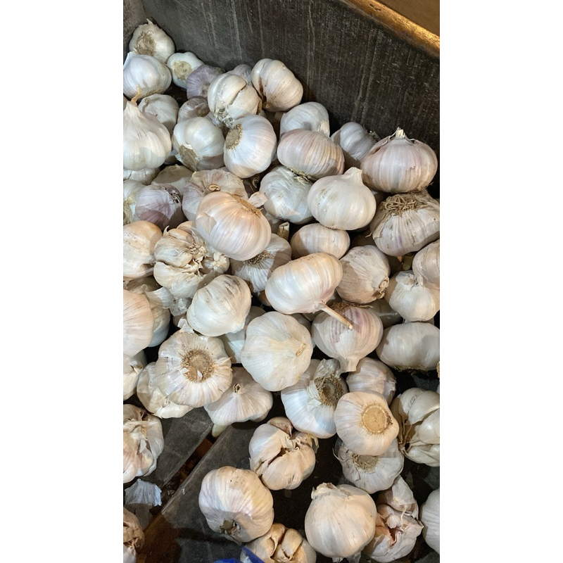 

READY BAWANG PUTIH FRESH