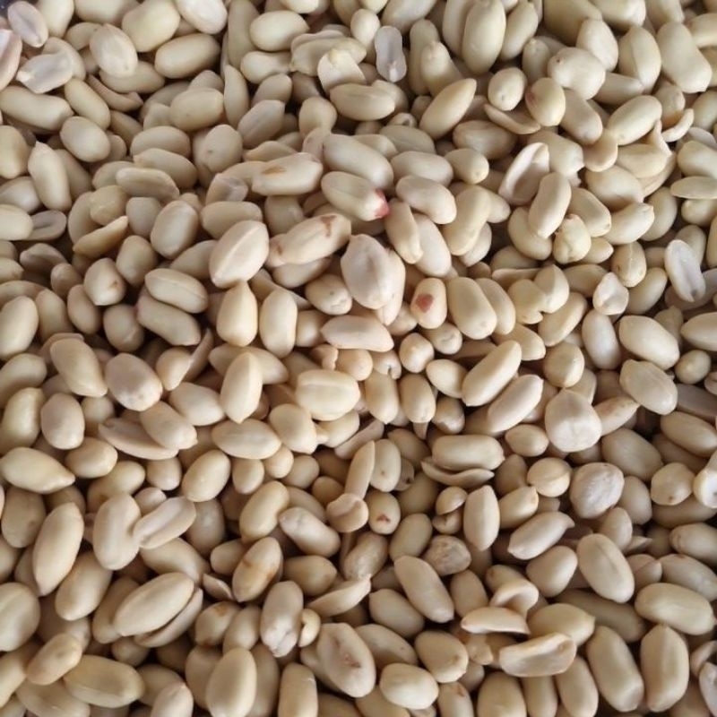 

Kacang kupas besar