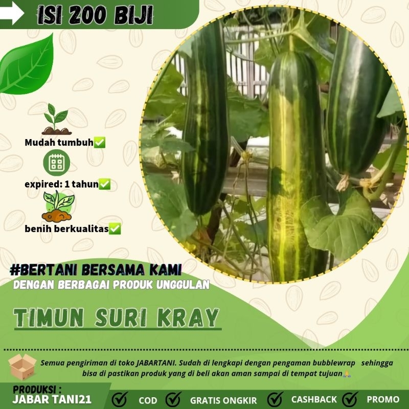 200 biji > BENIH UNGGULAN TIMUN SURI KRAY|BONTENG MATANG|TIMUN SURI KRAY TIDAK PAHIT