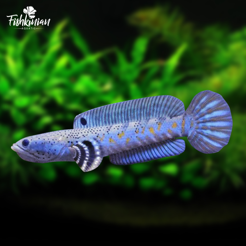 blue/pulchra/4/5/6/7/8/9/10/11/12/13/14/15/cm