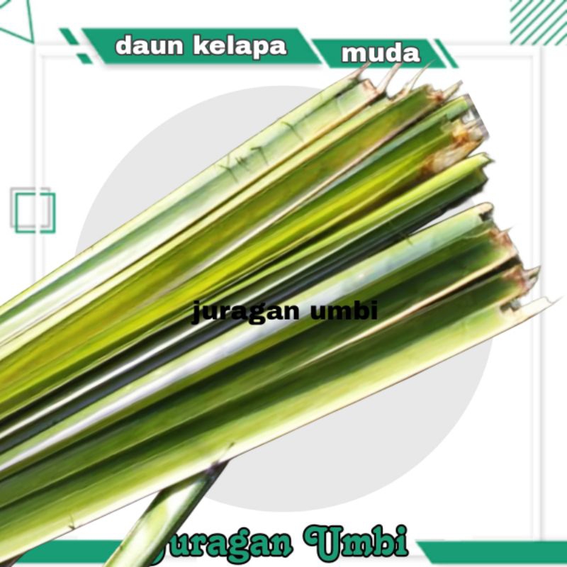 

paket 10 daun kelapa muda / janur kelapa bahan ketupat dan kerajinan