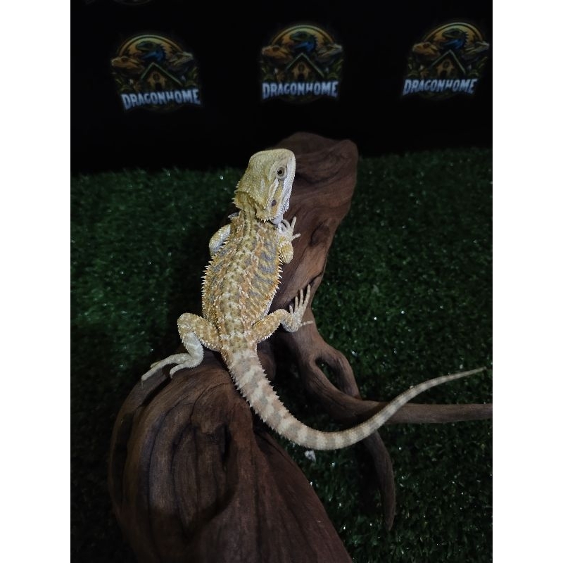 mainan bearded dragon hypo het trans