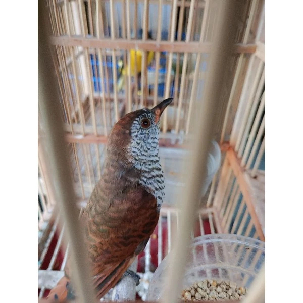 Burung Kedasih Coklat Rawatan