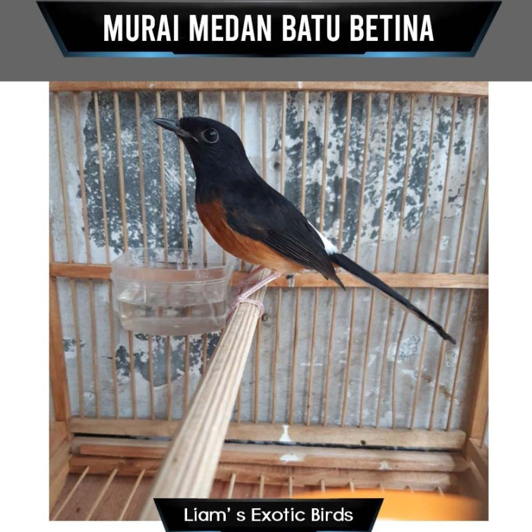 Murai Batu Medan Non Gembung Betina Siapan