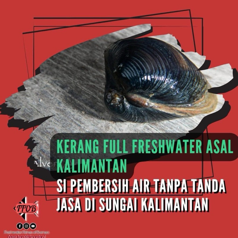 Kerang Kijing Air Tawar Hidup