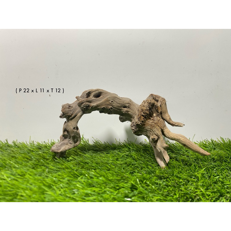 kayu laut santigi akuarium