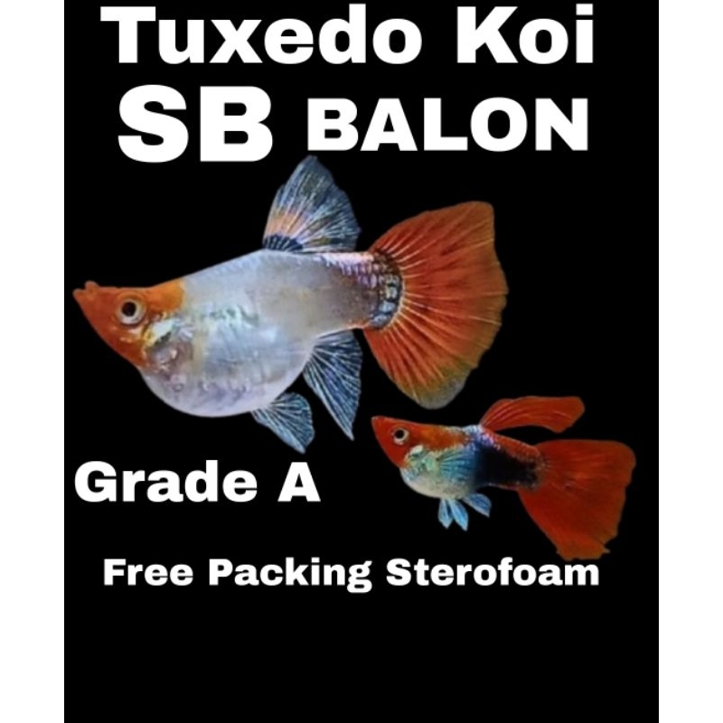 Hiasan Akuarium / Tuxedo koi Short body Balon / SB balon