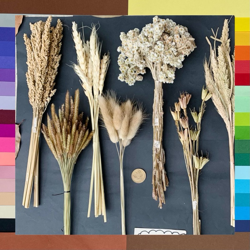 (10-100 tangkai) GROSIR Paket Bunga Kering Dried Flower Lagurus Edelweis Baby Breath Dekor Rustik