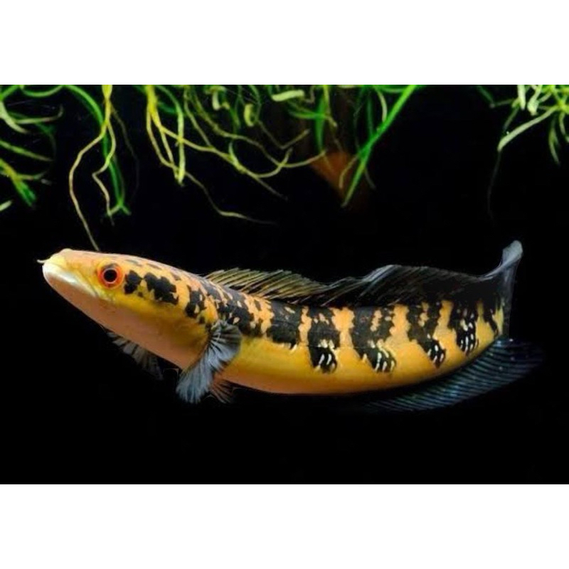 Sticker Yellow Sentarum 18-20cm