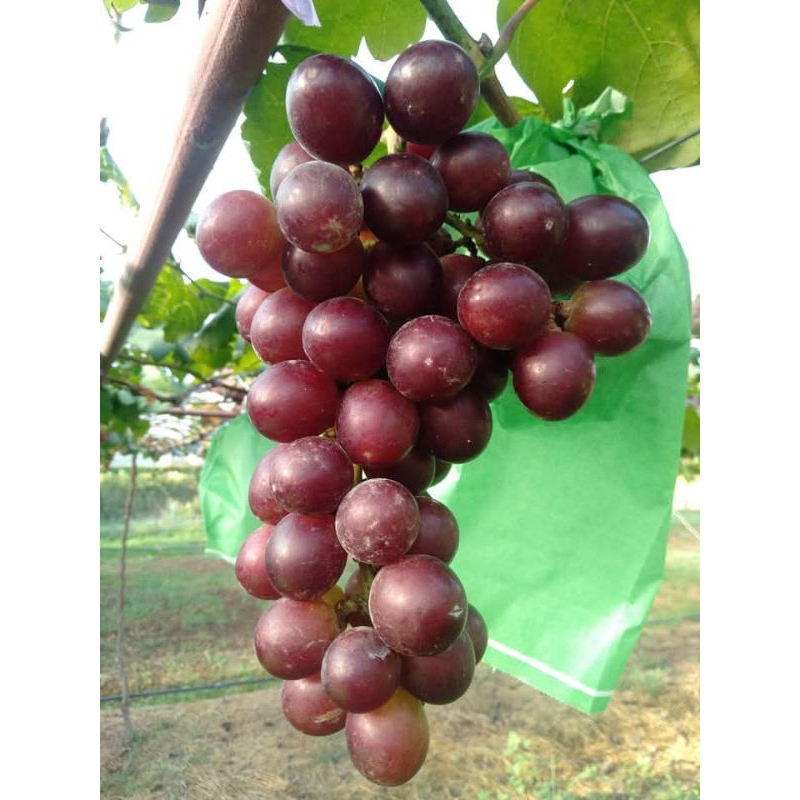 bibit anggur early adora