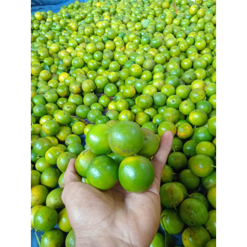 

2 kg jeruk peras/jeruk sonkit jeruk kasturi jeruk kunci jeruk lemoncina cuii
