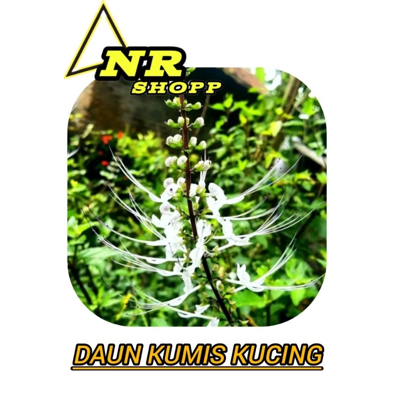 

Daun kumis kucing segar 250gram