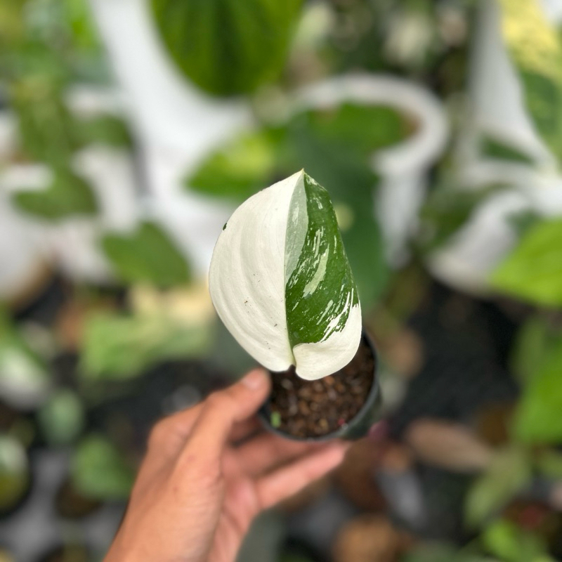 scindapsus treubii moonlight Albo variegata