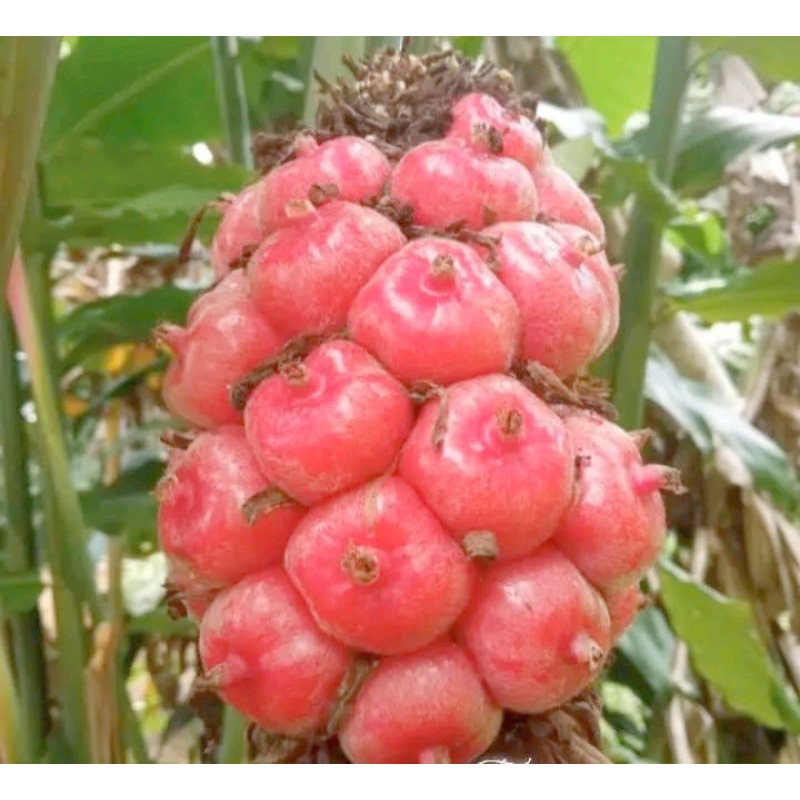

Buah Kecombrang fresh Alami 1 kg