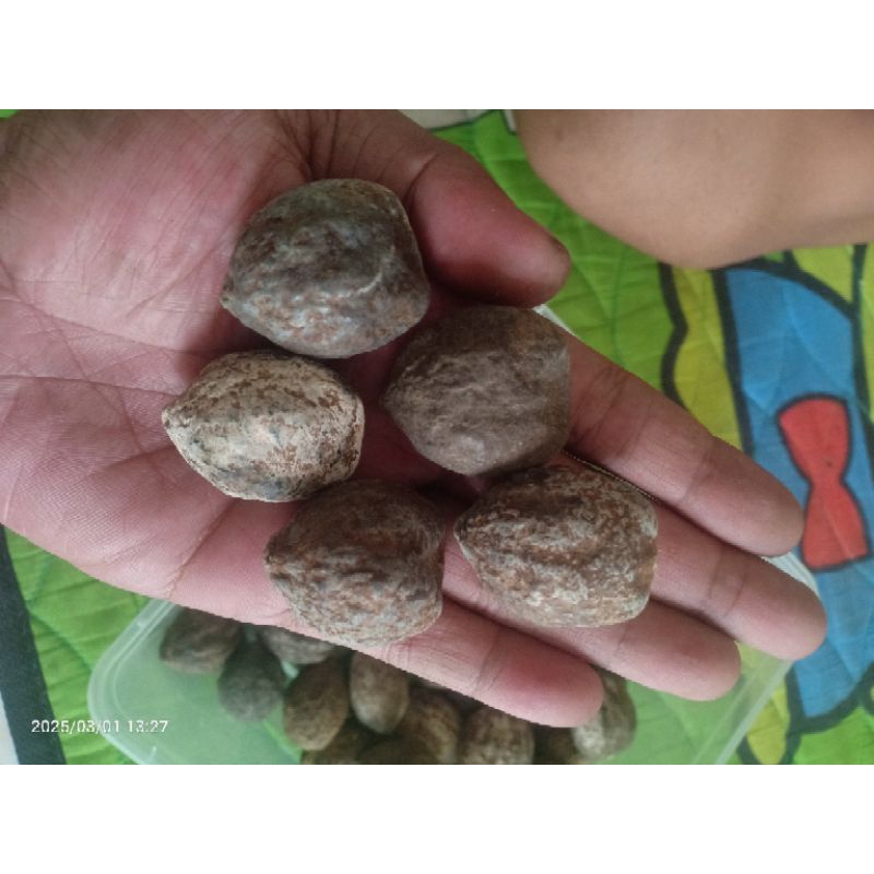 MUNCANG / KEMIRI ADU PANJANGAN (PANJANG)
