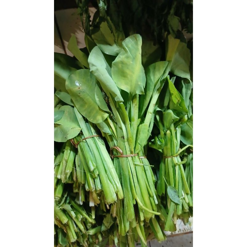 

genjer/daun genjer/kembeng genjer per 2 ikat