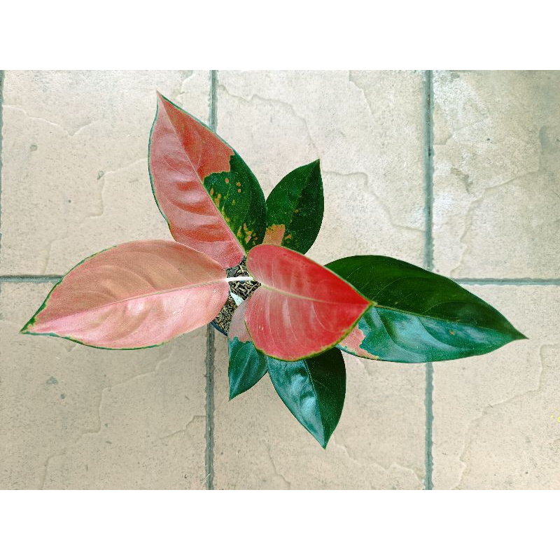 Aglonema Monalisa Starbucks Tanian Lokal