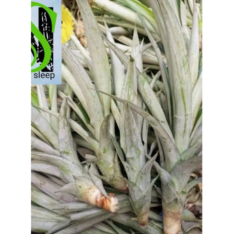 bibit nanas tanaman nanas