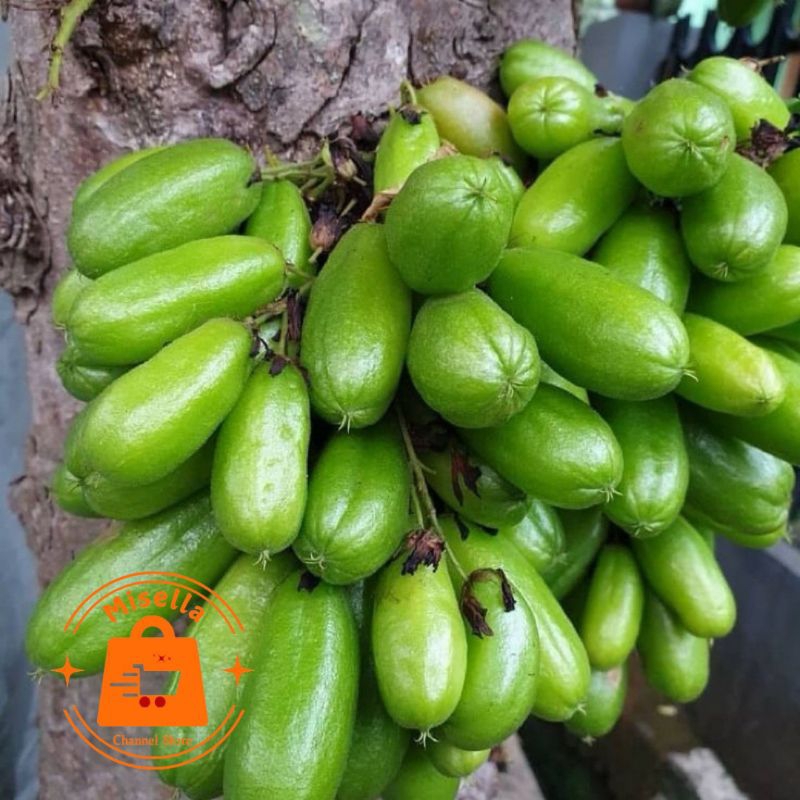 

Belimbing Wuluh Segar Berat 250 Gram