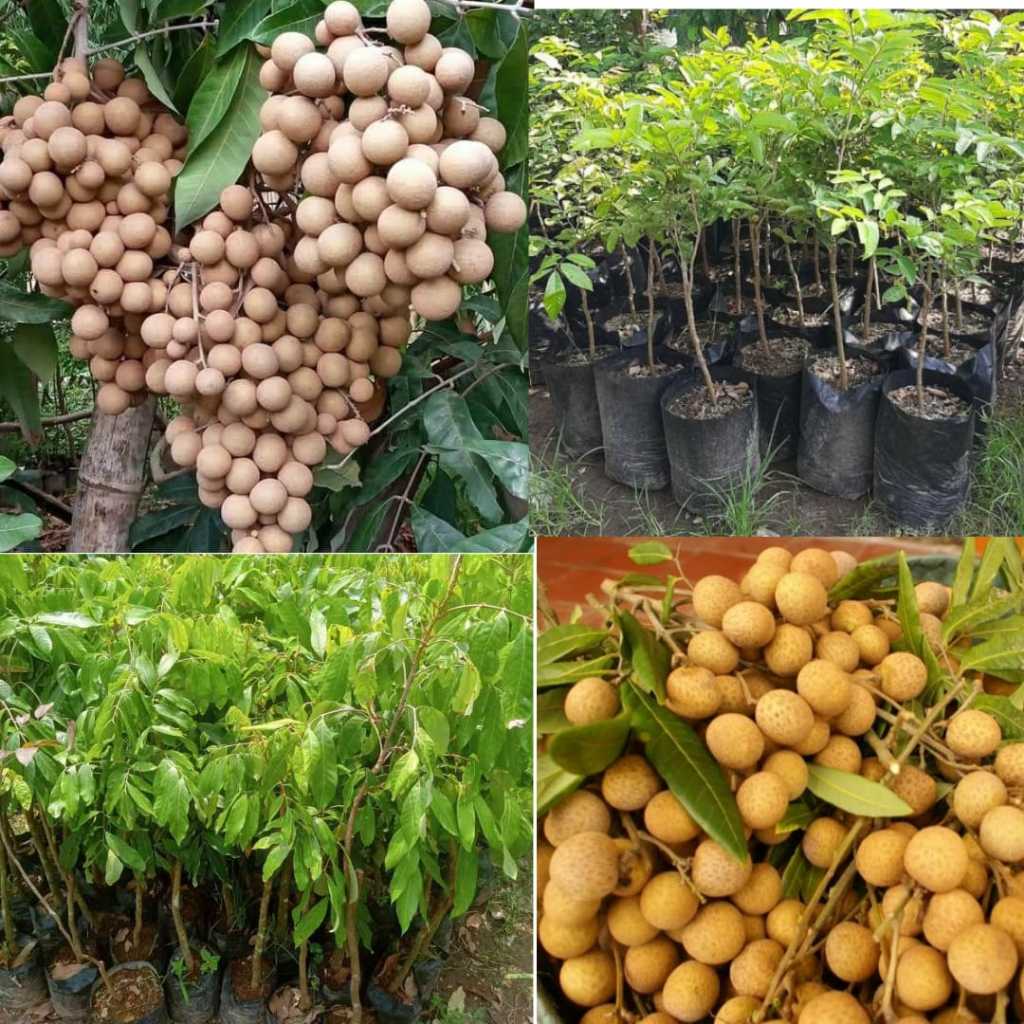 PROMO  Booster Kelengkeng Merah Cangkok Berbuah