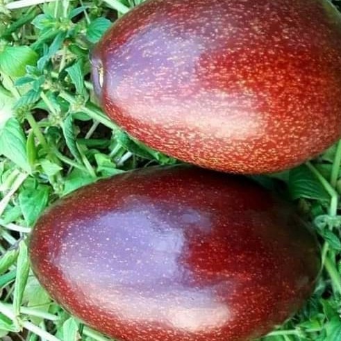 Tanaman Alpukat Red Vietnam Berbunga/Berbuah