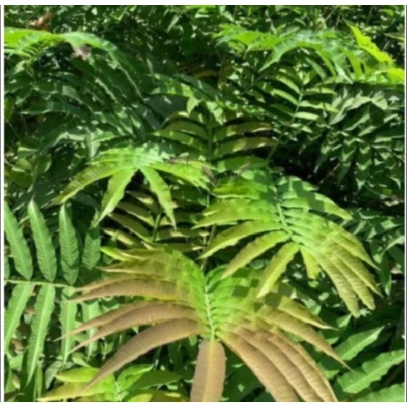 

DAUN SUNGKAI SEGAR FRESH 500GRAM