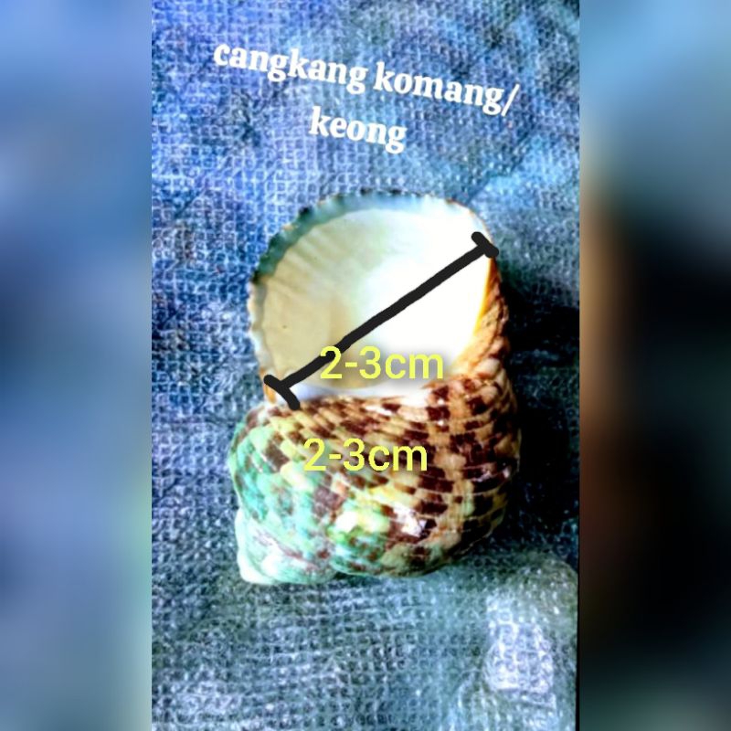RUMAH KOMANG/KEONG cangkang Turbo  ukuran sedang dan besar