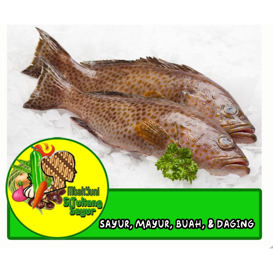 

Ikan Kerapu Bumbu Ungkep Kuning 1kg