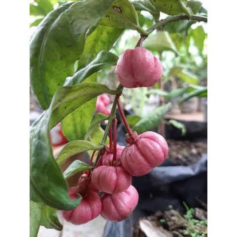 Bibit tanaman manggis Jepang kondisi berbuah