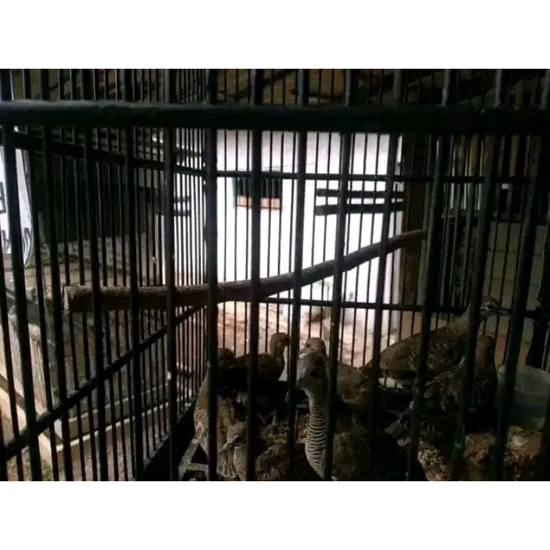 Anakan burung perkutut bangkok