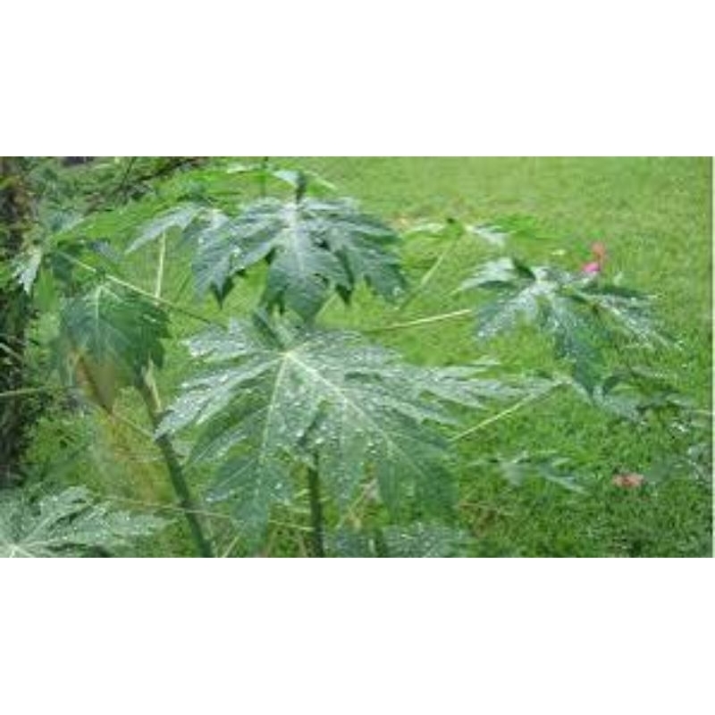 

HERBAL DAUN PEPAYA SEGAR BARU PETIK