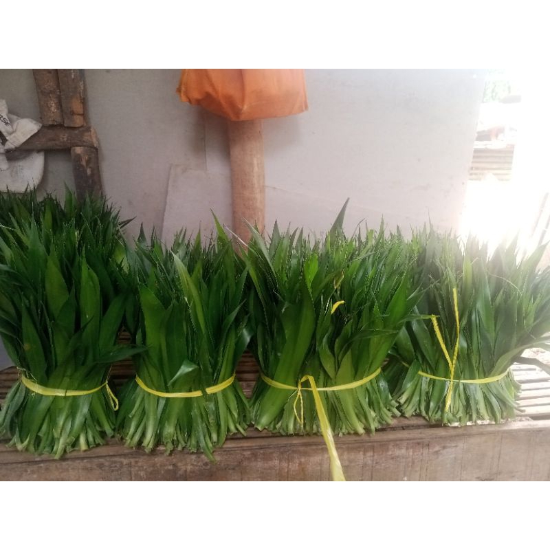 

promo daun Suji 2 kg Segar dipetik pas ada orderan